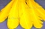 Декоративный Пучок из перьев, перо 23см/желтый - купить в Самаре. Цена: 12.19 руб.