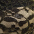 Кружевное полотно XD LACE 1-4, 80 гр/м2, шир.150см, цвет чёрный - купить в Самаре. Цена 248.45 руб.
