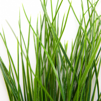 Трава искусственная -4, шт  (осока 50 см/8 см  7 листов)				 - купить в Самаре. Цена: 130.73 руб.